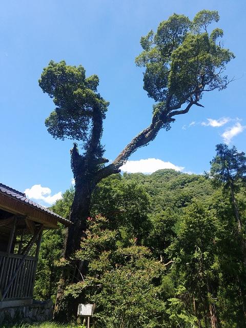 大白樫 北から撮影