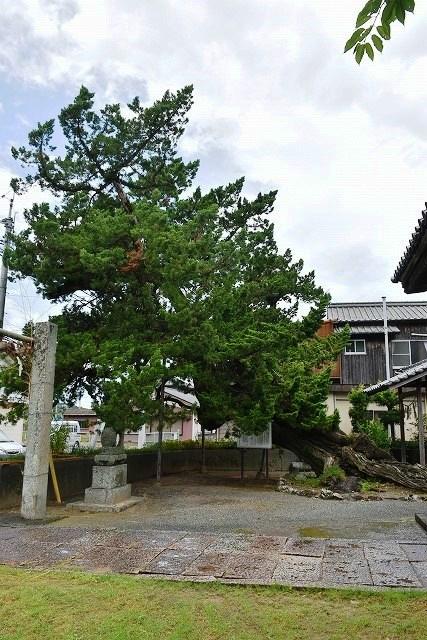 イブキビャクシン 東から撮影
