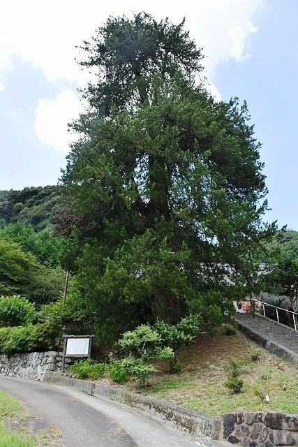 ビャクシン 南から撮影