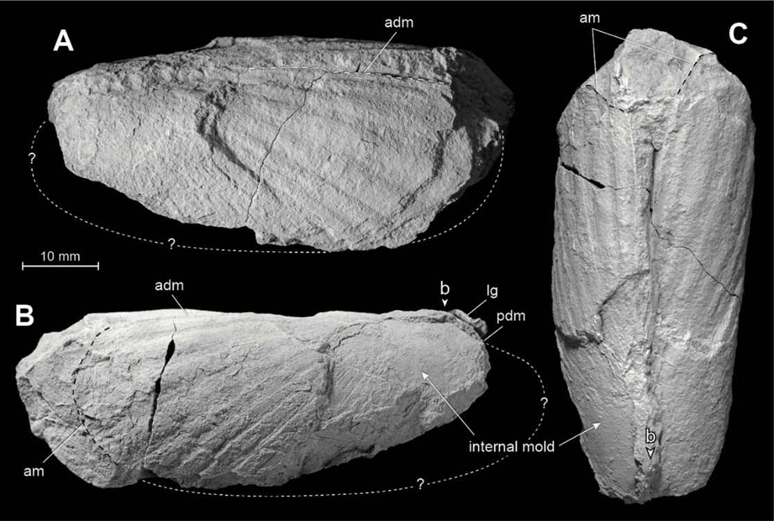 スエヒロキヌタレガイ属の化石