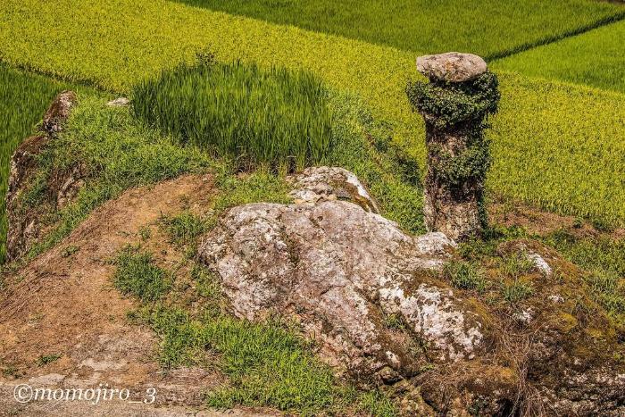 岩上田見てきました