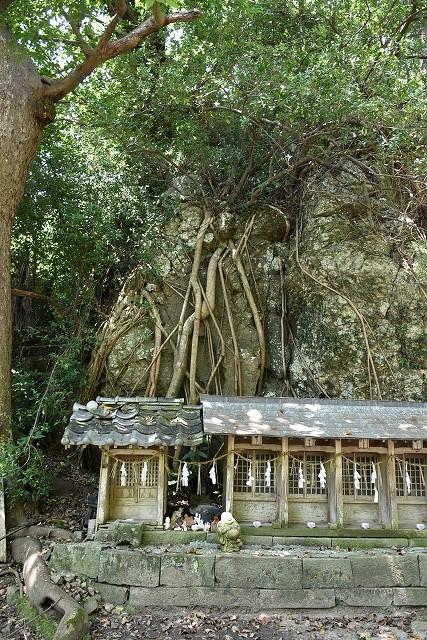 客人神社のアコウ