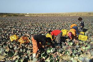 広い畑で野菜を収穫する5人の女性の写真