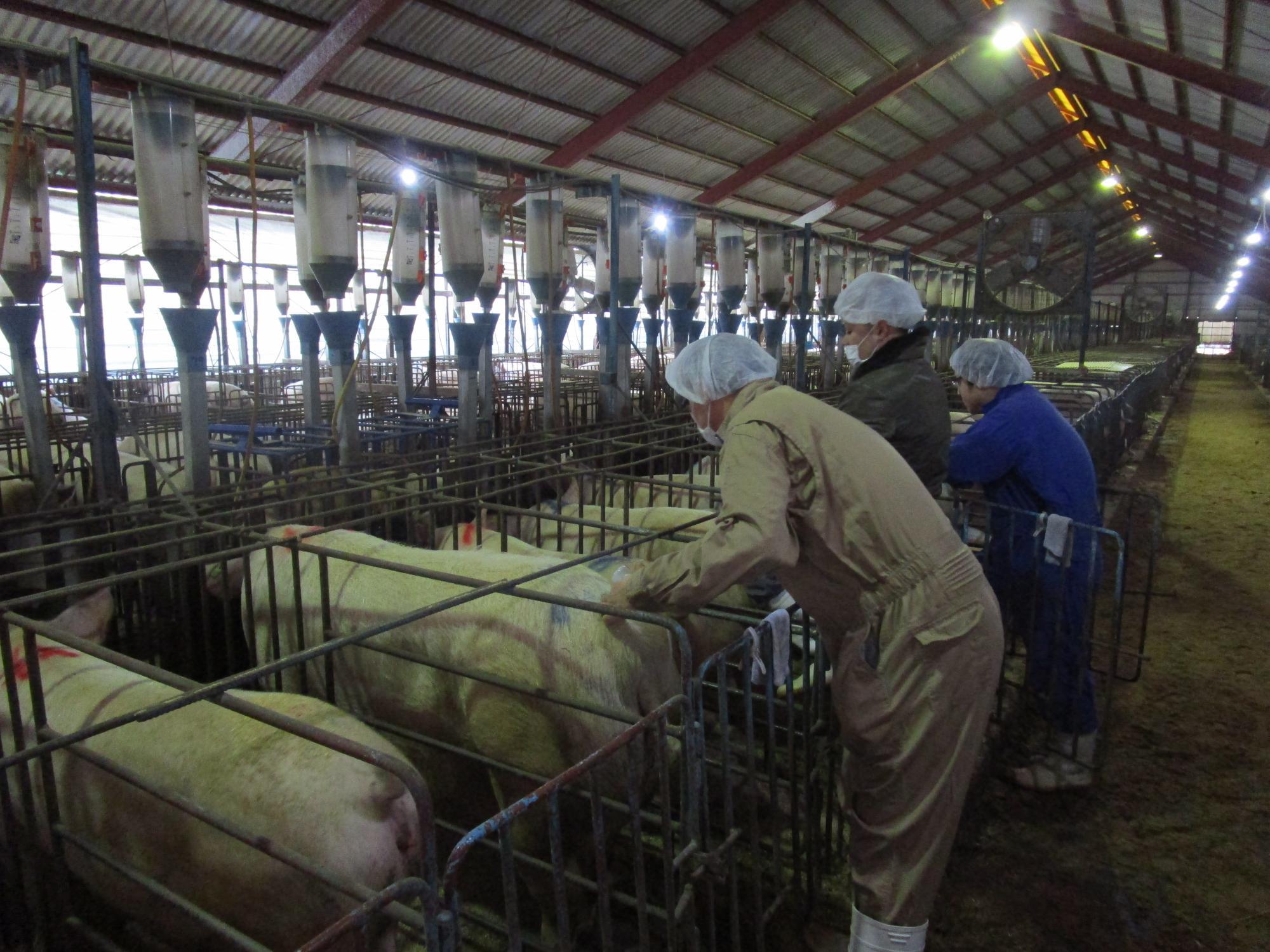 横に並んだ4匹の豚と3人の作業員が写った養豚場の写真