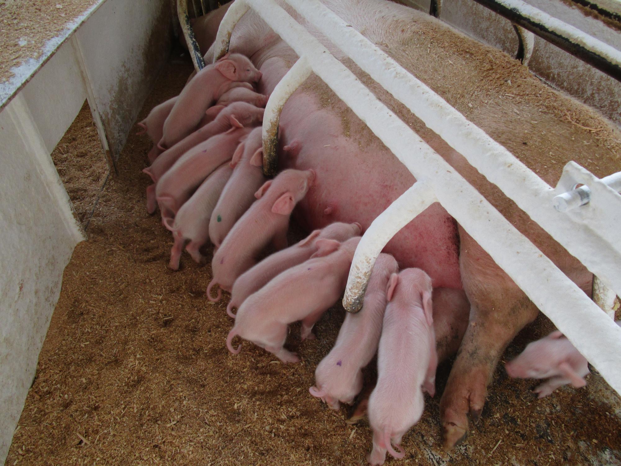 大きな親豚とその乳を飲む約10匹の子豚の写真