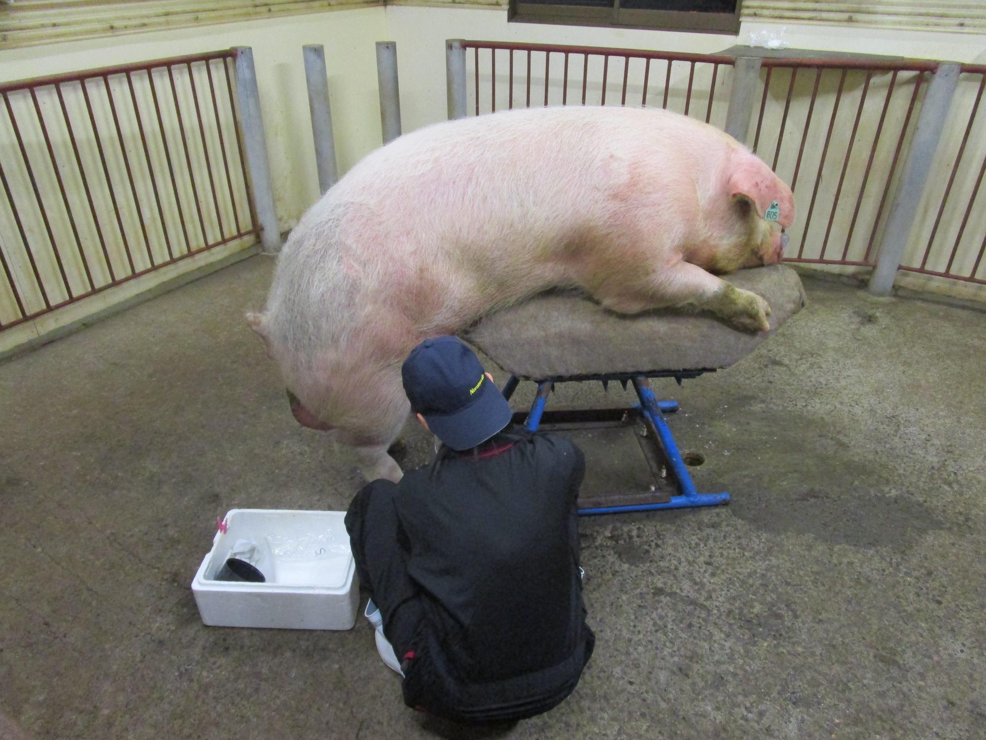うつ伏せで寝ている1匹の大きな豚と1人の作業者が写った写真