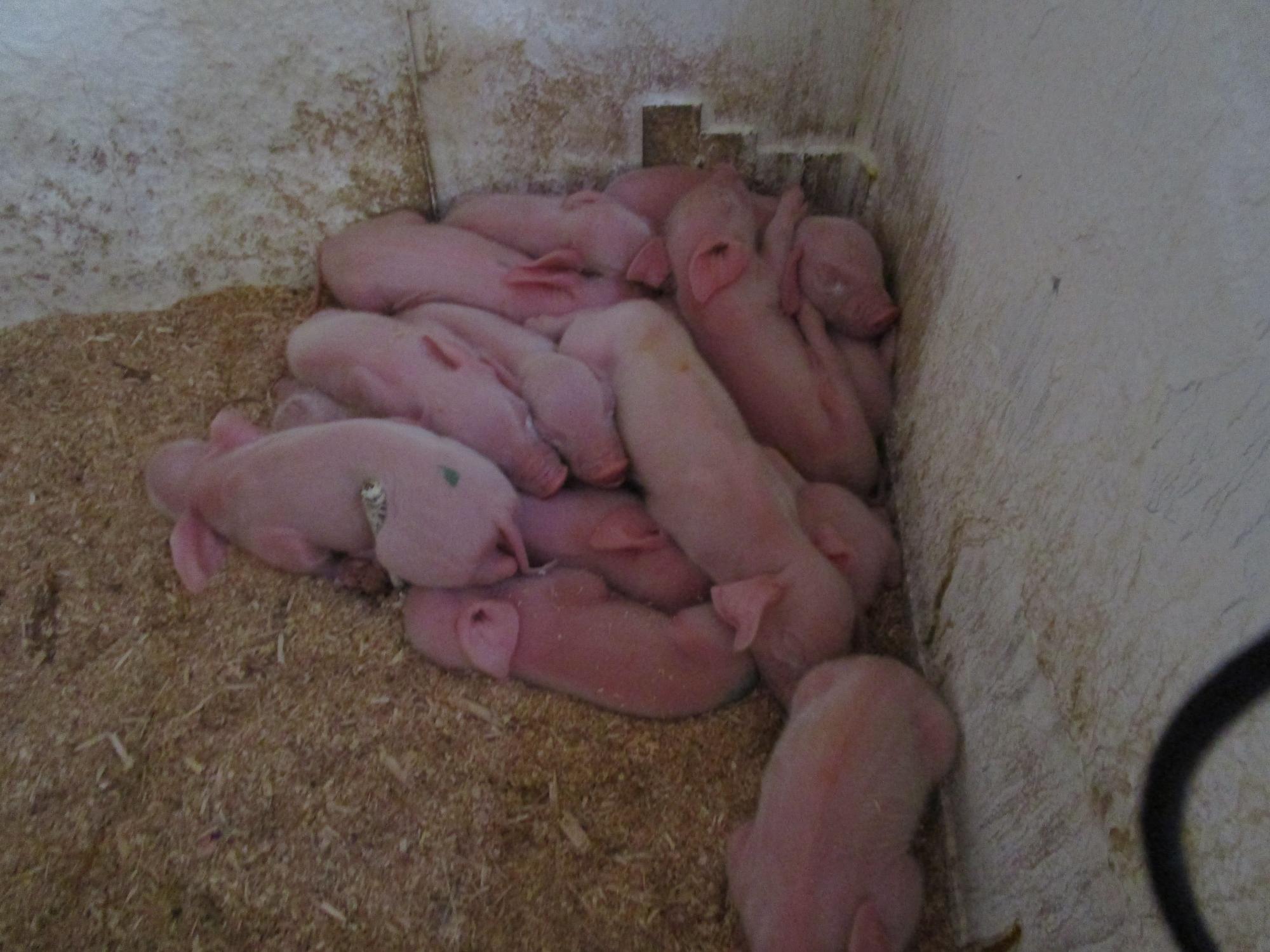 養豚場の隅で固まって眠っている数匹の子豚の写真