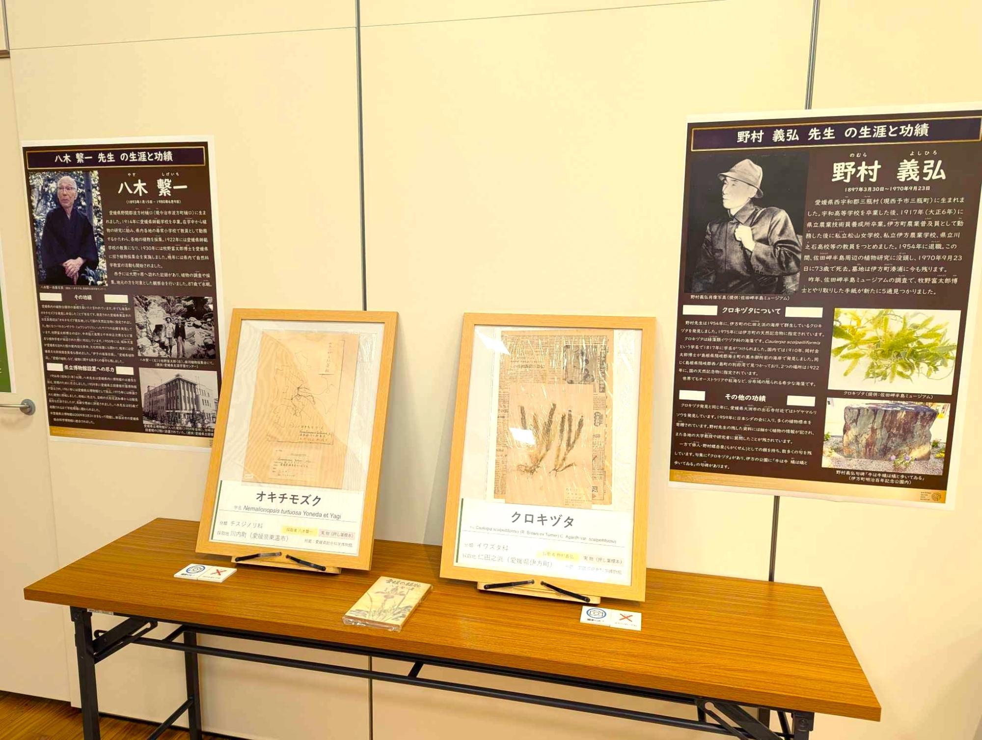 企画展における八木繫一先生と野村義弘先生の展示